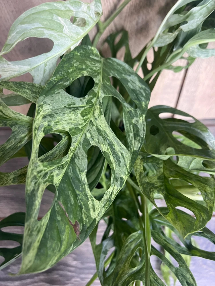 Variegated Monstera Adansonii Mint Live Plant – 6 inch Pot – Rare Indoor Houseplant - Cannot ship to CA - Image 1