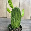 Variegated Opuntia Prickly Pear Cactus - Live Plant in 6 inch Pot - Indoor/Outdoor - Cannot ship to CA - Image 1