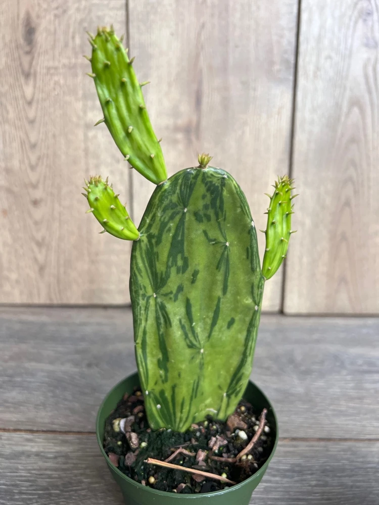 Variegated Opuntia Prickly Pear Cactus Live Plant - 4 inch Pot - Indoor/Outdoor - Cannot ship to CA - Image 2
