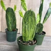 Variegated Opuntia Prickly Pear Cactus Live Plant - 4 inch Pot - Indoor/Outdoor - Cannot ship to CA - Image 1