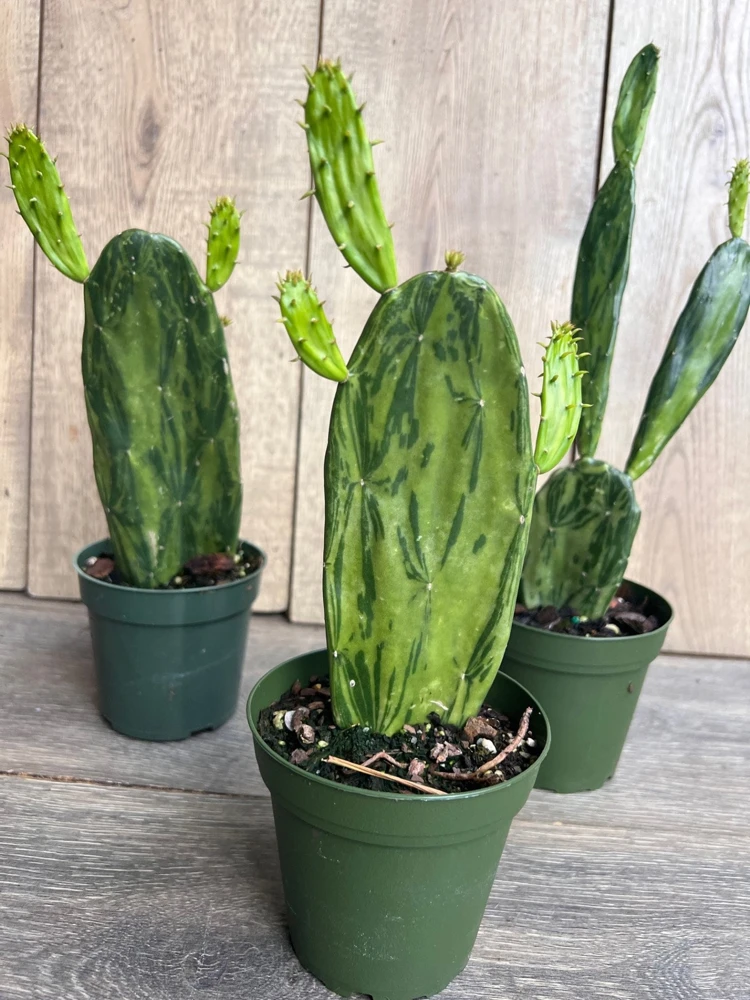 Variegated Opuntia Prickly Pear Cactus Live Plant - 4 inch Pot - Indoor/Outdoor - Cannot ship to CA - Image 1