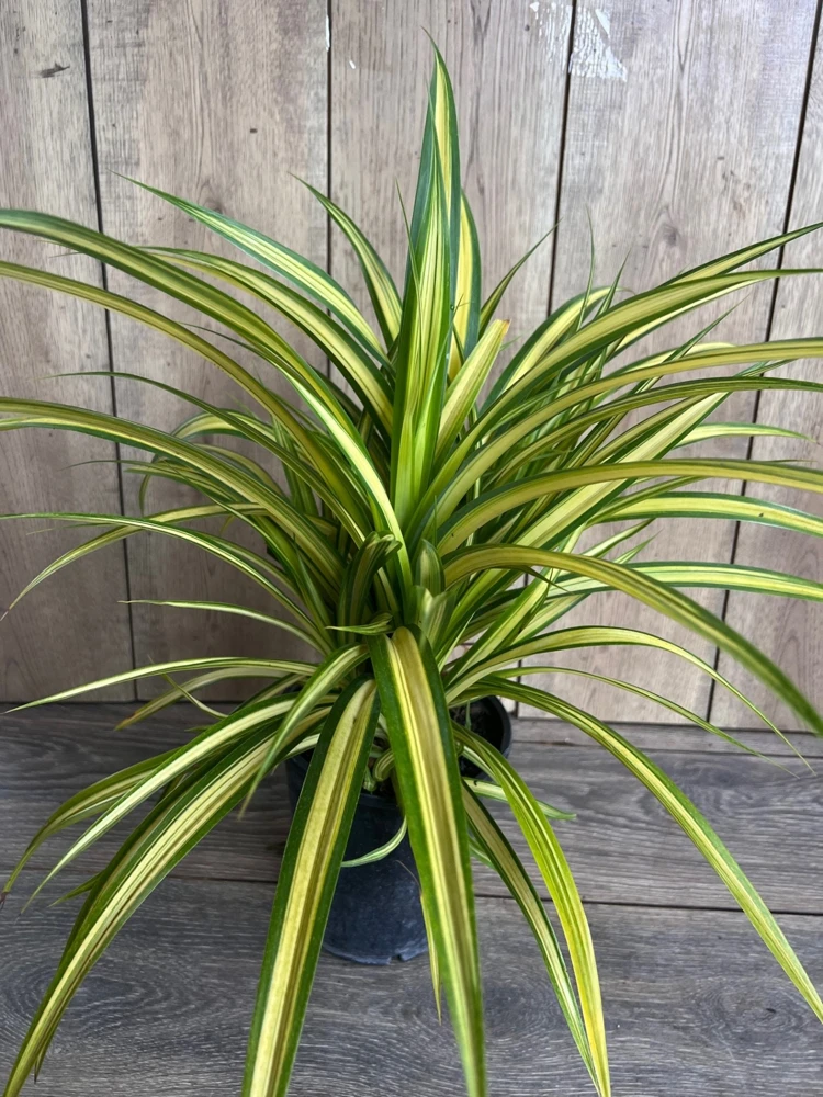 Variegated Pandanus Baptistii Aureus Live Plant – 1 Gallon Pot – Outdoor Shrub - Cannot ship to CA - Image 2