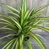 Variegated Pandanus Baptistii Aureus Live Plant – 1 Gallon Pot – Outdoor Shrub - Cannot ship to CA - Image 1