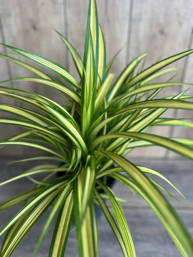 Variegated Pandanus Baptistii Aureus Live Plant – 1 Gallon Pot – Outdoor Shrub - Cannot ship to CA - Image 1