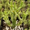 Variegated Pencil Cactus Live Plant – Rare Succulent in 4 inch Pot – Indoor - Image 1