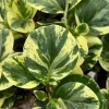 Variegated Peperomia Obtusifolia Live Plant - 4 inch Pot, Rooted Houseplant - Image 1