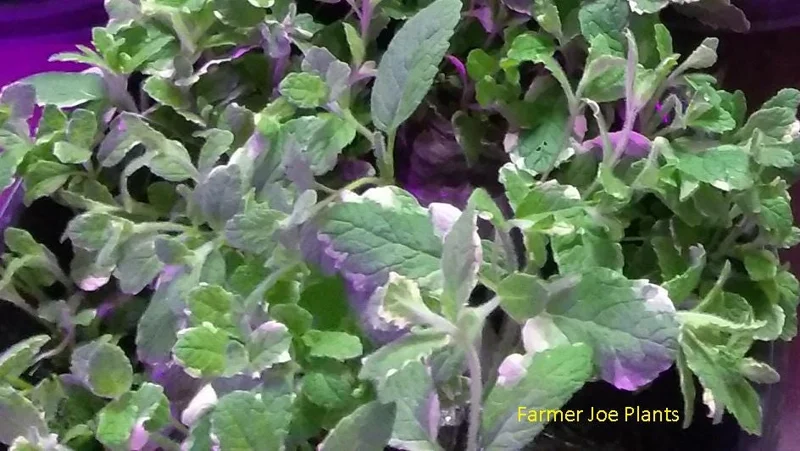 Variegated Pineapple Mint Live Plant – 4 inch Tall Aromatic Herb - Image 1