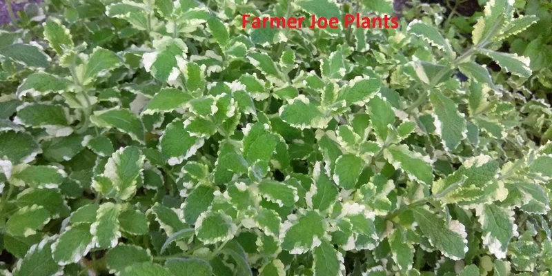 Variegated Pineapple Mint Live Plant – 4 inch Tall Aromatic Herb - Image 2