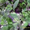 Variegated Pineapple Mint Live Plant – Mentha suaveolens 'Variegata' – 4" Pot - Image 1