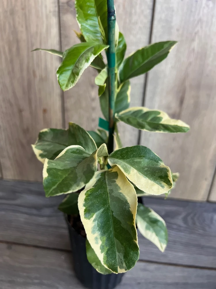 Variegated Pink Lemon Live Plant – 1/2 Gallon Pot – Indoor/Outdoor Citrus Tree - Cannot ship to CA - Image 2
