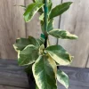 Variegated Pink Lemon Live Plant – 1/2 Gallon Pot – Indoor/Outdoor Citrus Tree - Cannot ship to CA - Image 1