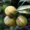 Variegated Pink Lemon Live Plant – 1/2 Gallon Pot – Indoor/Outdoor Citrus Tree - Cannot ship to CA - Image 1