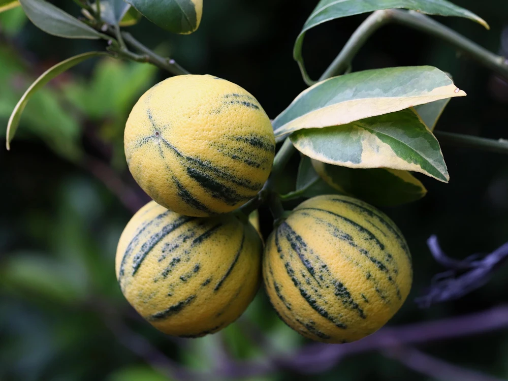 Variegated Pink Lemon Live Plant – 1/2 Gallon Pot – Indoor/Outdoor Citrus Tree - Cannot ship to CA - Image 1