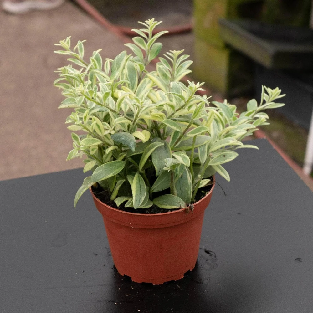 Variegated Red Lipstick Plant Live Houseplant - Trailing Indoor Plant - Image 2