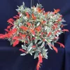Variegated Red Lipstick Plant Live Houseplant - Trailing Indoor Plant - Image 1