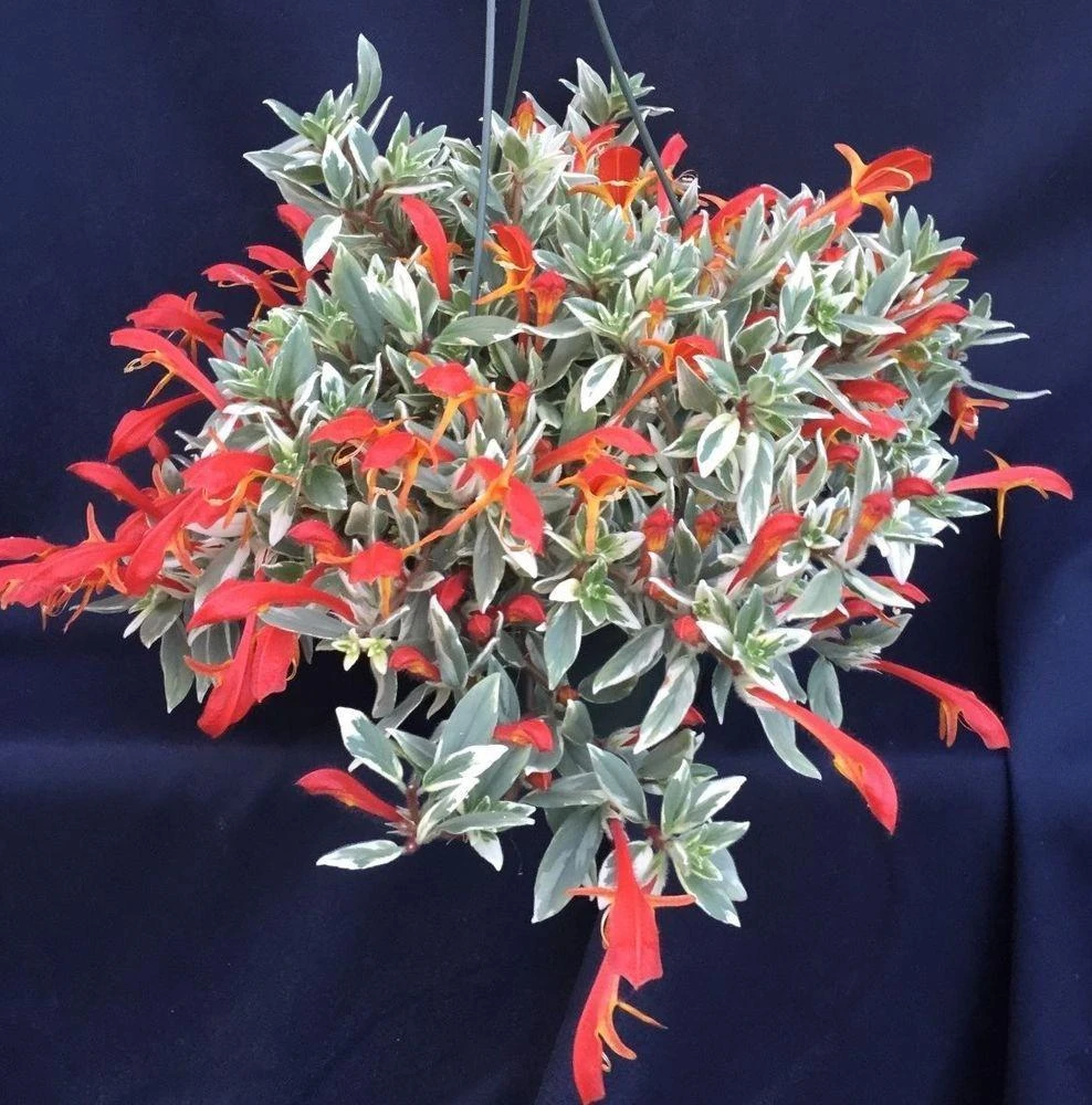 Variegated Red Lipstick Plant Live Houseplant - Trailing Indoor Plant - Image 1