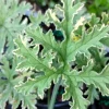 Variegated Scented Geranium 'Lady Plymouth' Live Plant - 4 inch Tall Indoor/Outdoor - Image 1