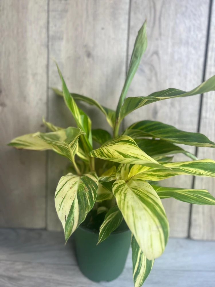 Variegated Shell Ginger Live Plant - Alpinia Zerumbet 'Variegata' - 6 inch Pot - Cannot ship to CA - Image 2