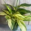 Variegated Shell Ginger Live Plant - Alpinia Zerumbet 'Variegata' - 6 inch Pot - Cannot ship to CA - Image 1