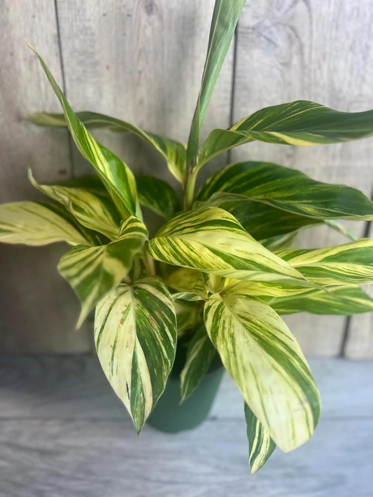 Variegated Shell Ginger Live Plant - Alpinia Zerumbet 'Variegata' - 6 inch Pot - Cannot ship to CA - Image 1