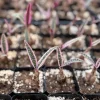 Variegated Silver Squill Live Plant | Ledebouria Socialis | 2.5 inch Pot | Indoor Houseplant - Image 1