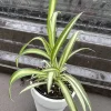 Variegated Spider Plant Live Plant - Potted Houseplant - Easy Care Indoor - Image 1