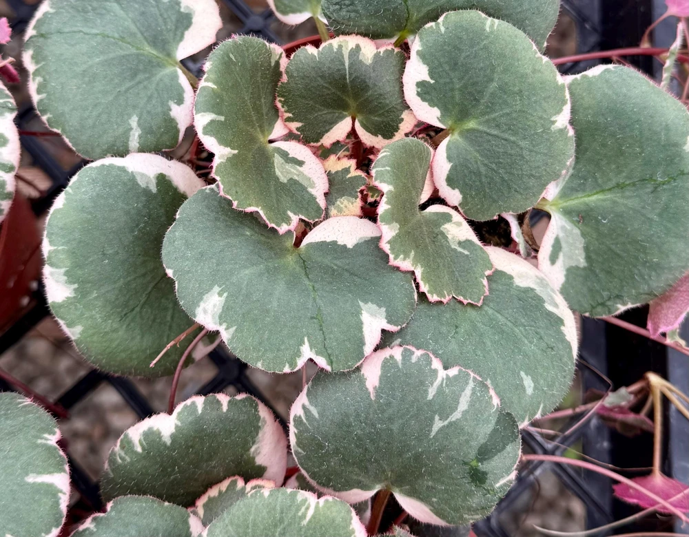 Variegated Strawberry Begonia Live Plant - Saxifraga Stolonifera Tricolor, 4 inch Pot, Indoor/Outdoor - Image 2