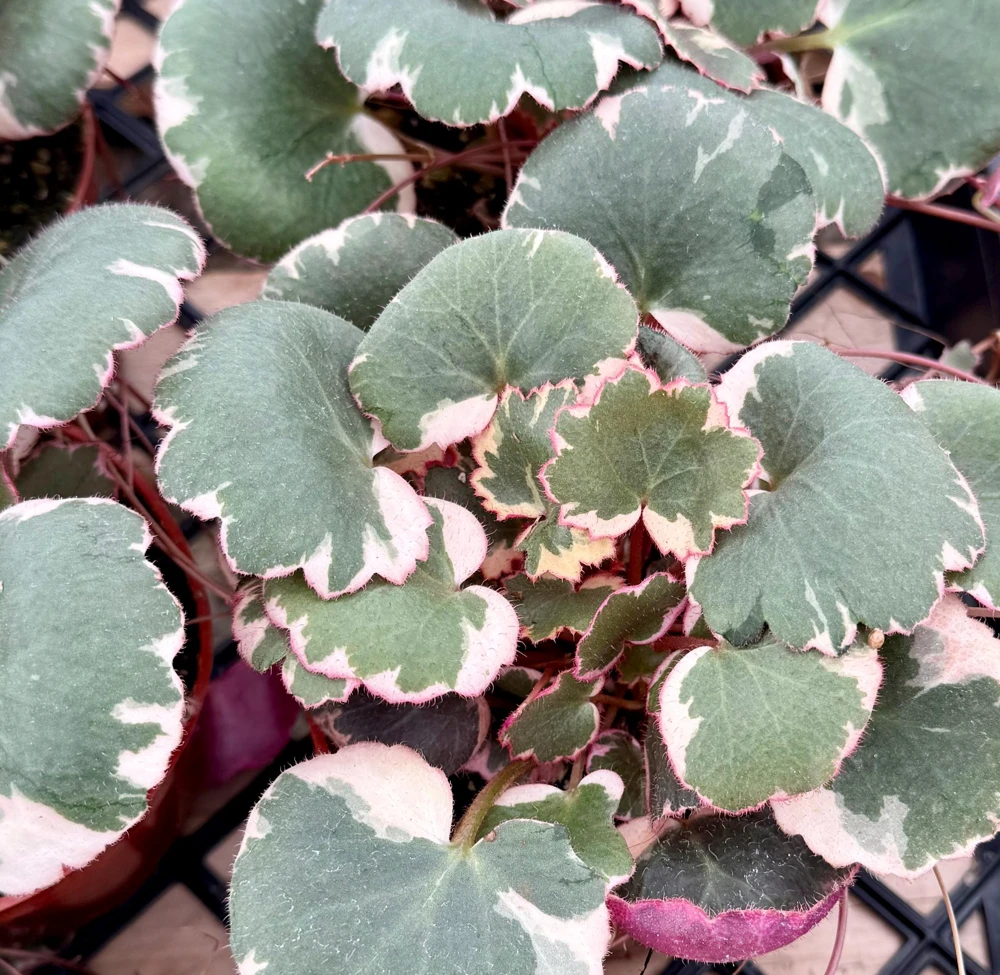 Variegated Strawberry Begonia Live Plant - Saxifraga Stolonifera Tricolor, 4 inch Pot, Indoor/Outdoor - Image 3