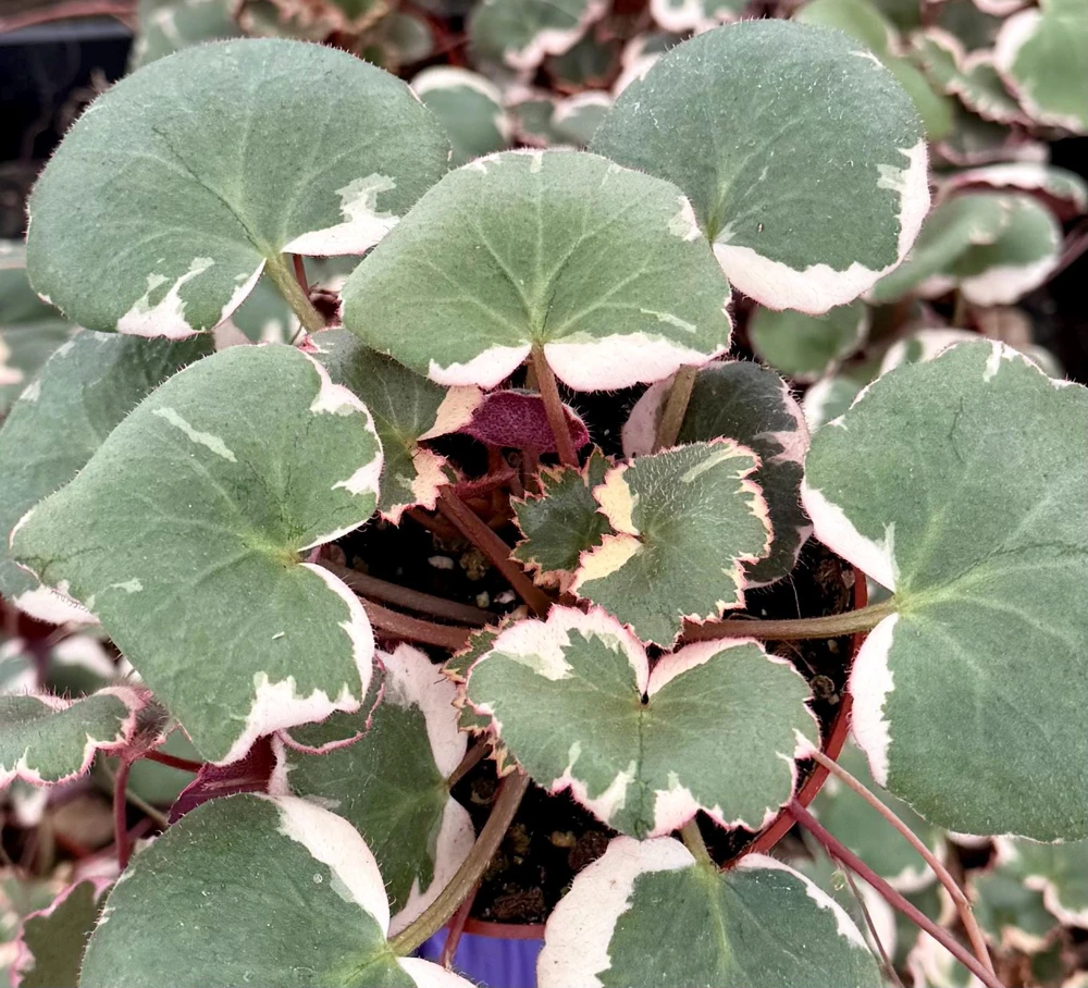Variegated Strawberry Begonia Live Plant - Saxifraga Stolonifera Tricolor, 4 inch Pot, Indoor/Outdoor - Image 4