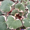 Variegated Strawberry Begonia Live Plant - Saxifraga Stolonifera Tricolor, 4 inch Pot, Indoor/Outdoor - Image 1