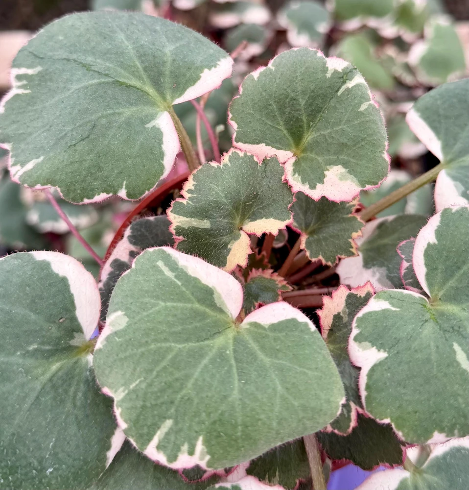 Variegated Strawberry Begonia Live Plant - Saxifraga Stolonifera Tricolor, 4 inch Pot, Indoor/Outdoor - Image 1