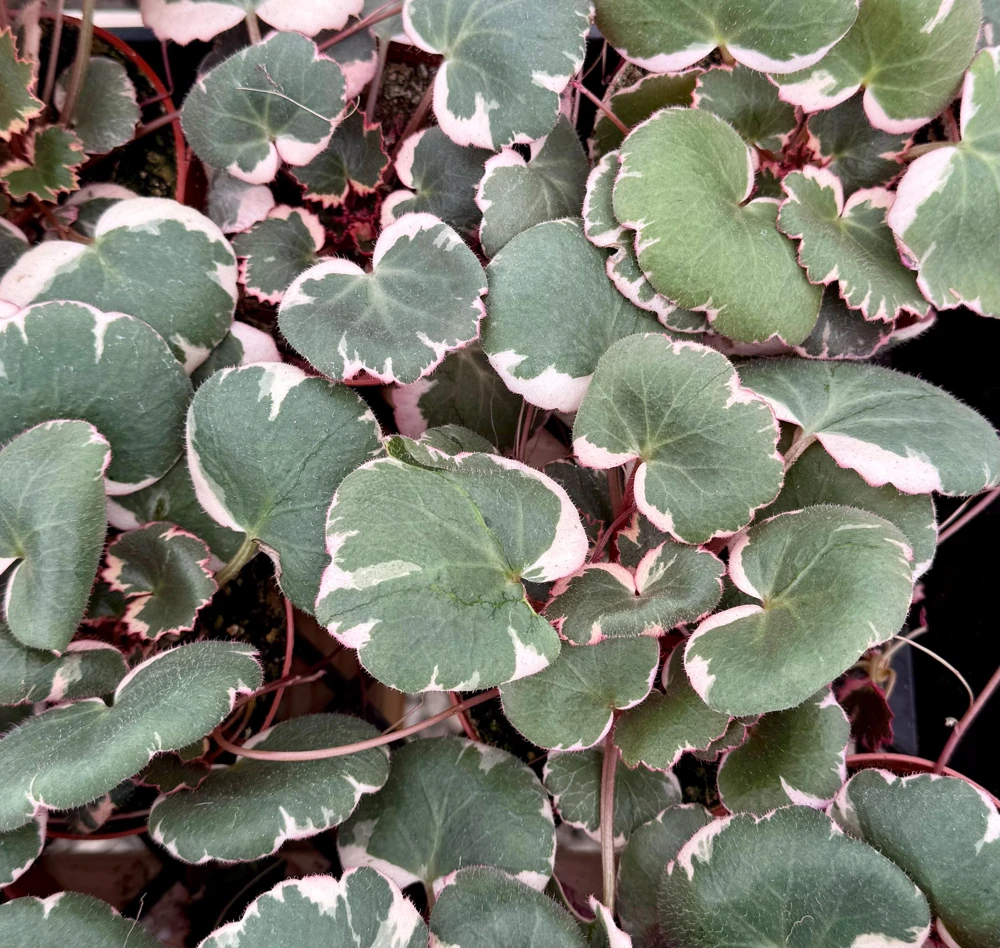 Variegated Strawberry Begonia Live Plant - Saxifraga Stolonifera Tricolor, 4 inch Pot, Indoor/Outdoor - Image 5