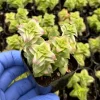 Variegated String of Buttons Live Plant - Crassula Perforata Succulent - 2-inch Pot - Easy Care Indoor Plant - Image 1