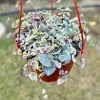 Variegated String of Hearts Live Plant - Ceropegia Woodii Variegata - 2, 4, 6 inch Pot - Image 1