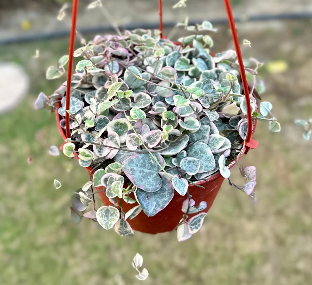 Variegated String of Hearts Live Plant - Ceropegia Woodii Variegata - 2, 4, 6 inch Pot - Image 1