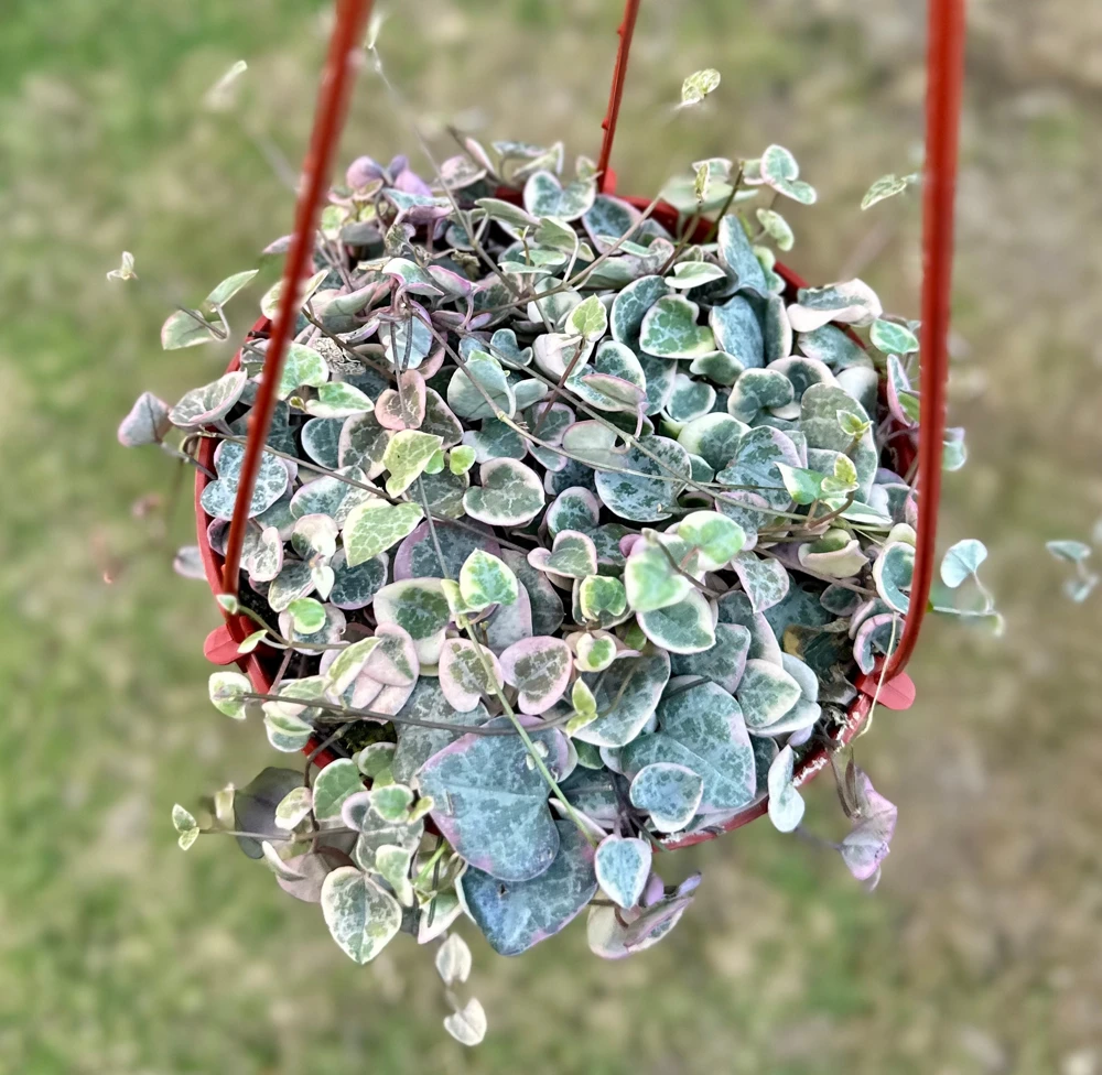 Variegated String of Hearts Live Plant - Ceropegia Woodii Variegata - 2, 4, 6 inch Pot - Image 2