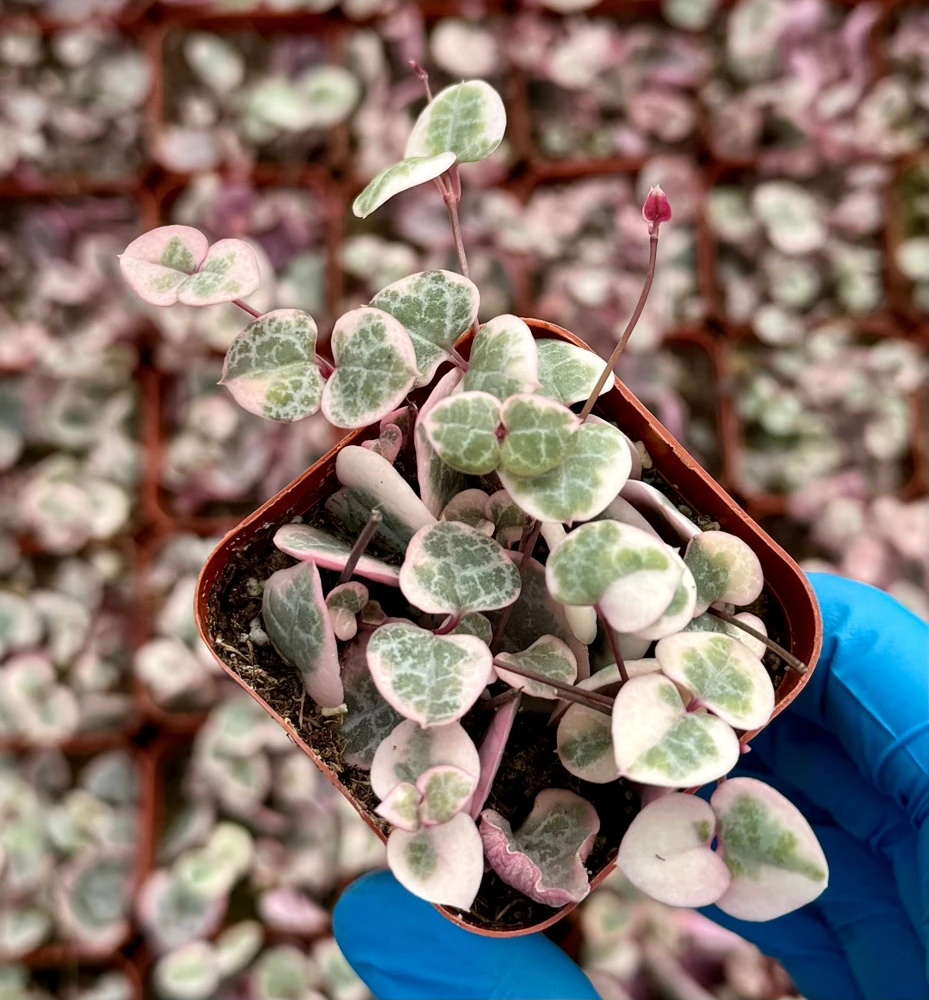 Variegated String of Hearts Live Plant - Ceropegia Woodii Variegata - 2, 4, 6 inch Pot - Image 3