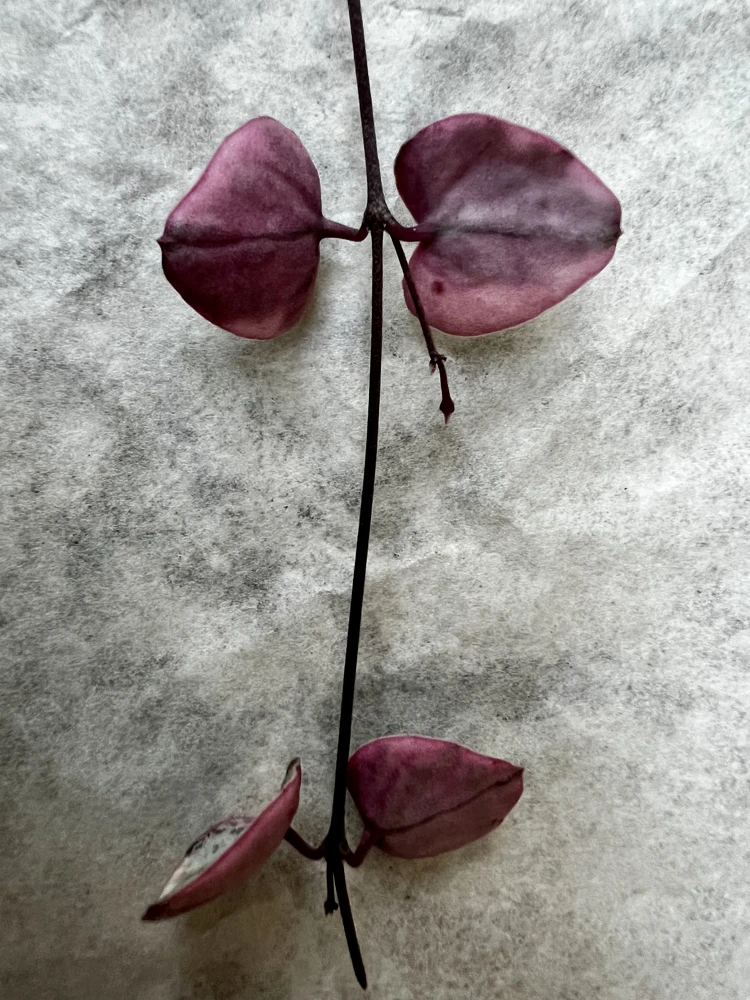Variegated String of Hearts Live Plant Cutting - 4 Nodes, Unrooted - Image 2