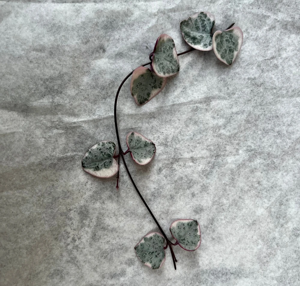 Variegated String of Hearts Live Plant Cutting - 4 Nodes, Unrooted - Image 1