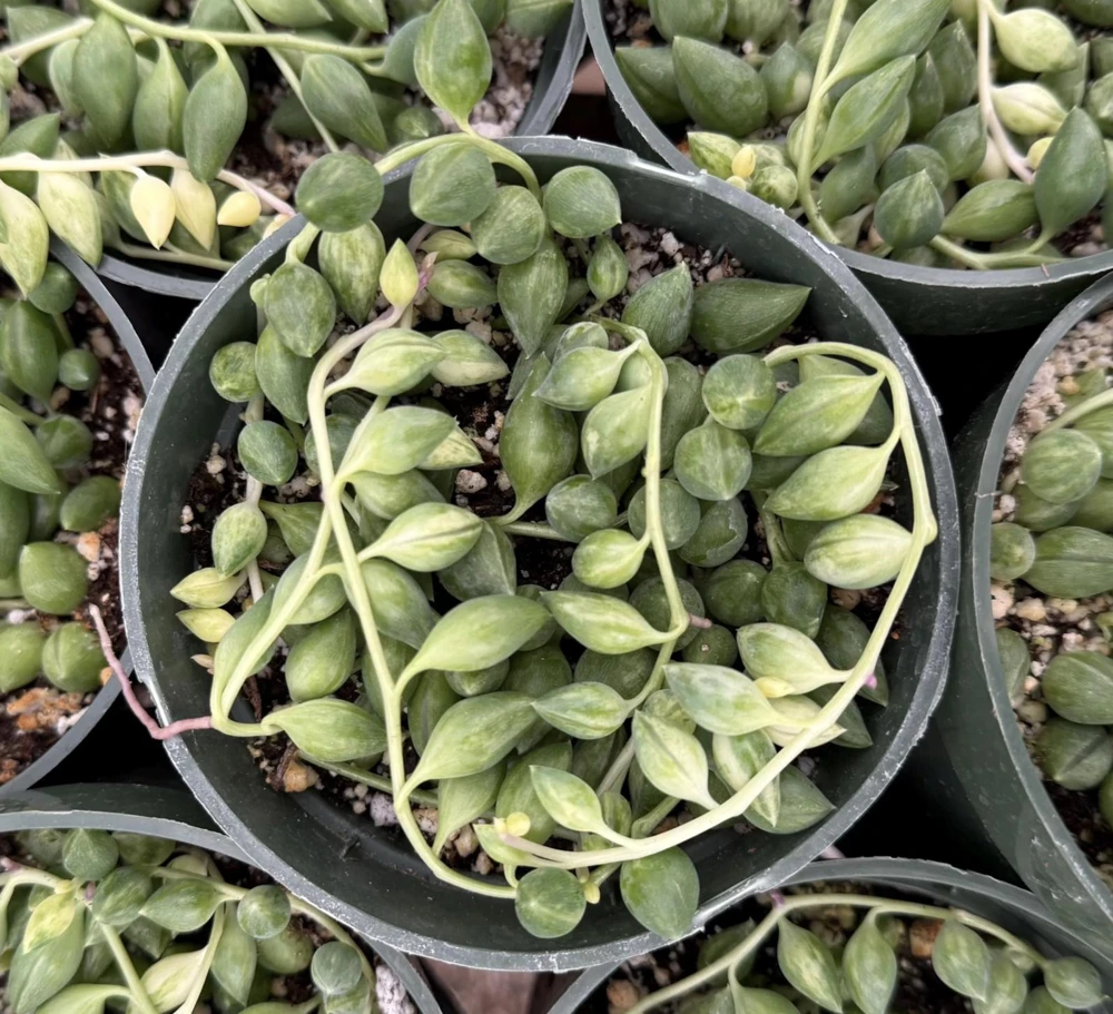 Variegated String of Tears Live Plant - 4 inch Potted Succulent - Image 2