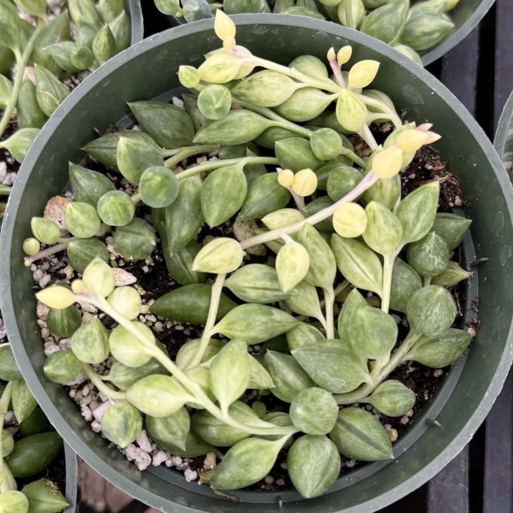 Variegated String of Tears Live Plant - 4 inch Potted Succulent - Image 3
