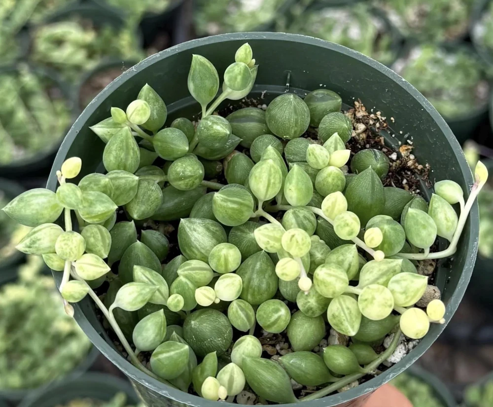 Variegated String of Tears Live Plant - 4 inch Potted Succulent - Image 4
