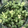 Variegated String of Tears Live Plant - 4 inch Potted Succulent - Image 1