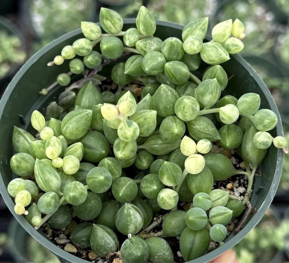 Variegated String of Tears Live Plant - 4 inch Potted Succulent - Image 1