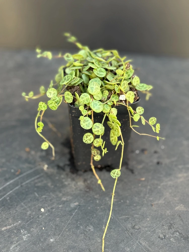 Variegated String of Turtles Live Plant - Trailing Houseplant for Indoors - Image 2