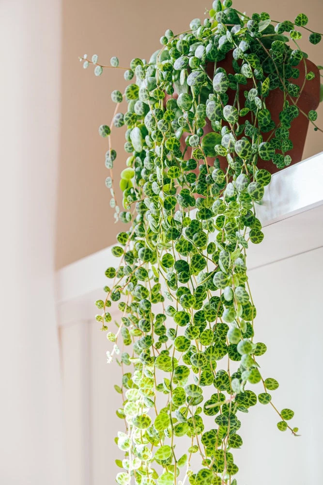 Variegated String of Turtles Live Plant - Trailing Houseplant for Indoors - Image 1