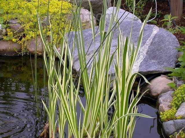 Variegated Sweet Flag Plant - Acorus Calamus 'Variegatus' - Aquatic Live Plant - Image 2