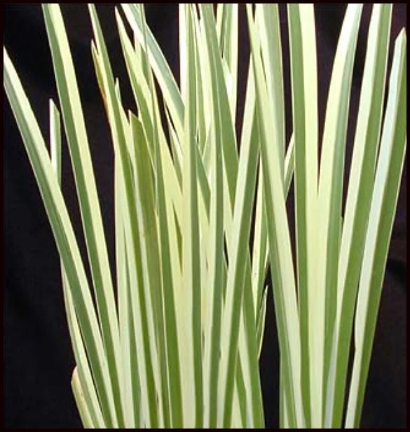 Variegated Sweet Flag Plant - Acorus Calamus 'Variegatus' - Aquatic Live Plant - Image 3