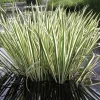 Variegated Sweet Flag Plant - Acorus Calamus 'Variegatus' - Aquatic Live Plant - Image 1