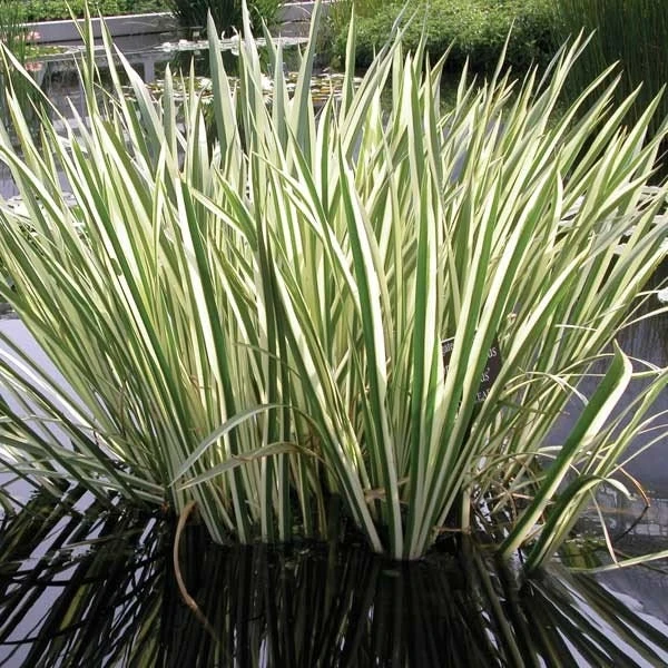 Variegated Sweet Flag Plant - Acorus Calamus 'Variegatus' - Aquatic Live Plant - Image 1